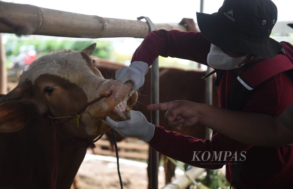 Petugas mengecek sapi kurban yang dijual di salah satu pusat penjualan hewan kurban di Kota Surabaya, Jawa Timur, Senin (4/7/2022). 
