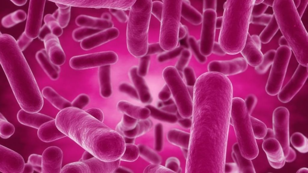 <i>Bacillus subtilis</i>, bakteri yang hidup di usus manusia.