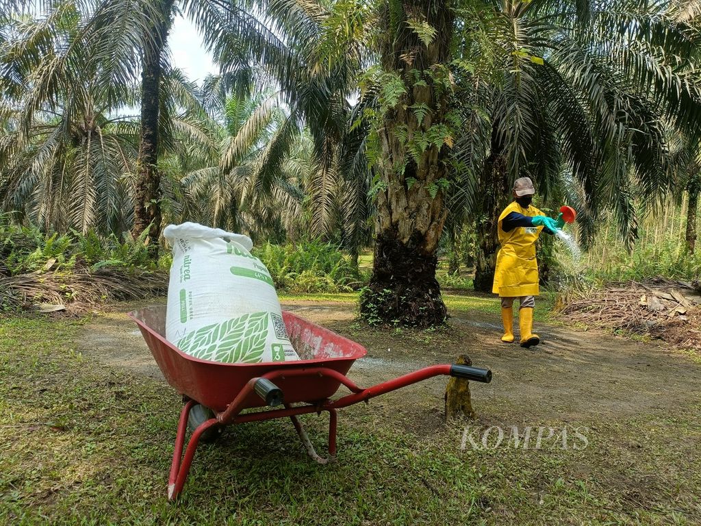 Mawardi, petani kelapa sawit swadaya, tengah menerapkan praktik pemupukan kelapa sawit yang baik di kebun sawit miliknya di Desa Maredan, Kecamatan Tualang, Kabupaten Siak, Riau, Rabu (2/11/2023).
