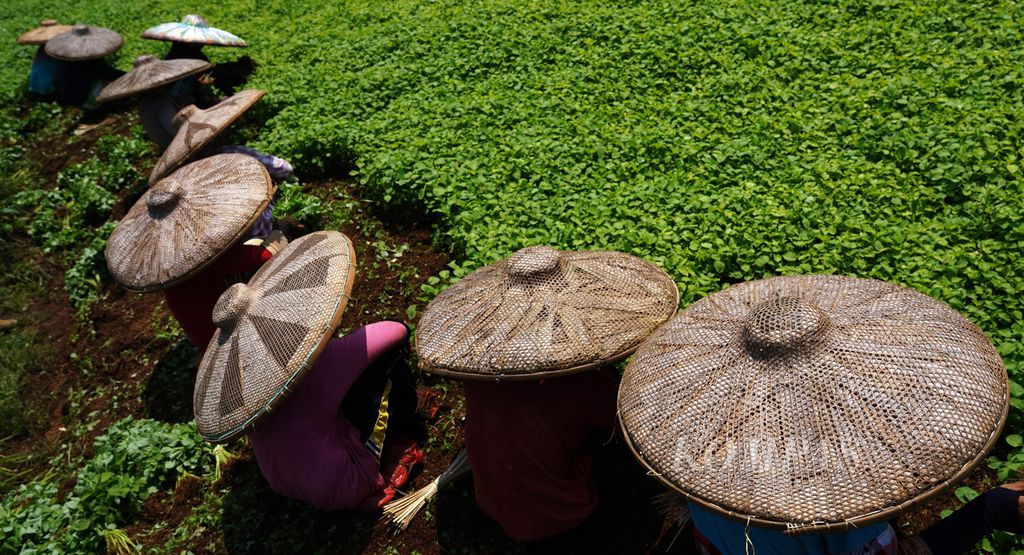 Perempuan pekerja memanen sayuran di lahan pertanian Kemang, Kabupaten Bogor, Jawa Barat, 21 April 2021. Perempuan pekerja ini memperoleh upah kerja Rp 70.000 per hari. 