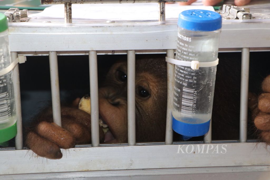 Bayi orangutan jantan berumur tiga tahun, Kaka, tiba di Bandara Kualanamu, Kabupaten Deli Serdang, Sumatera Utara, Selasa (31/5/2022). Kaka merupakan korban perburuan dan perdagangan ilegal yang sempat dipelihara warga di Bogor dan kini mendapat harapan untuk kembali ke habitat.