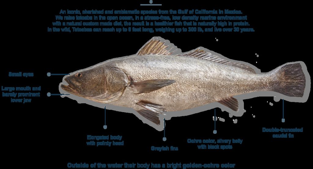Ikan totoaba yang berada di Teluk California, Meksiko.