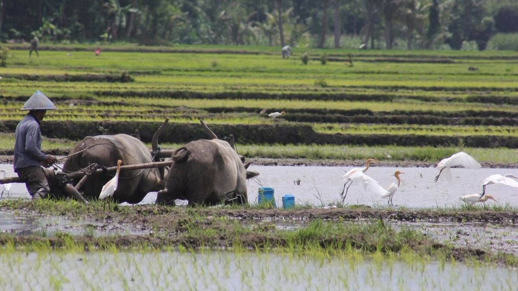 Petani di Desa Watugede, Kecamatan Singosari, Kabupaten Malang, Jawa Timur, membajak sawah menggunakan kerbau, beberapa waktu lalu. Di sekitar kerbau tampak sejumlah burung kuntul tengah berburu cacing dan organisme tanah yang tersingkap oleh bajak.