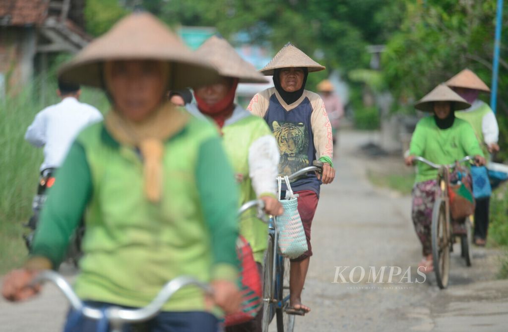 Buruh tani bersepeda bersama saat akan menuju lahan sawah untuk memulai masa tanam di Kecamatan Guntur, Kabupaten Demak, Jawa Tengah (5/11/2020). 