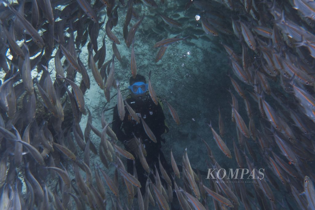 Kemunculan kawanan ikan merupakan salah satu daya tarik utama wisata selam di bawah dermaga Pulau Arborek, Raja Ampat, Papua Barat, Senin (31/5/2021). Pesona alam bawah menjadi magnet utama bagi sektor wisata Raja Ampat.