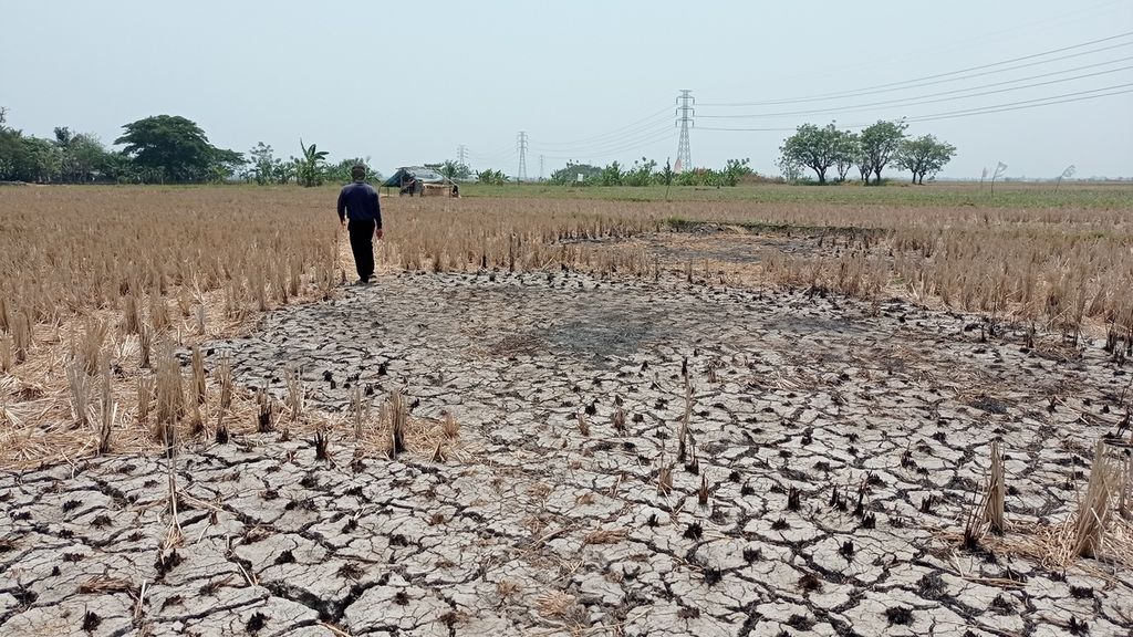 Kondisi lahan kering di Desa Marga Mulya, Kabupaten Tangerang, Banten, Rabu (4/10/2023). 