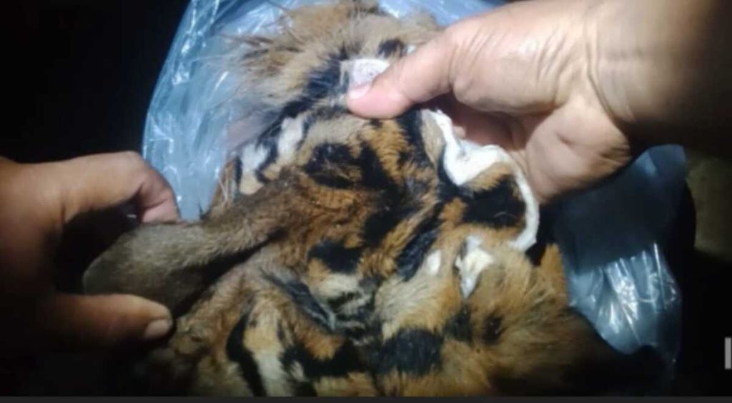 Polisi memperlihatkan kulit harimau yang disita dari seorang tersangka perdagangan satwa lindung di Kabupaten Aceh Tenggara, Provinsi Aceh, Senin (4/9/2023). Satu orang ditahan sebagai tersangka. Harimau sumatera terancam punah karena perburuan untuk diperjualbelikan.
