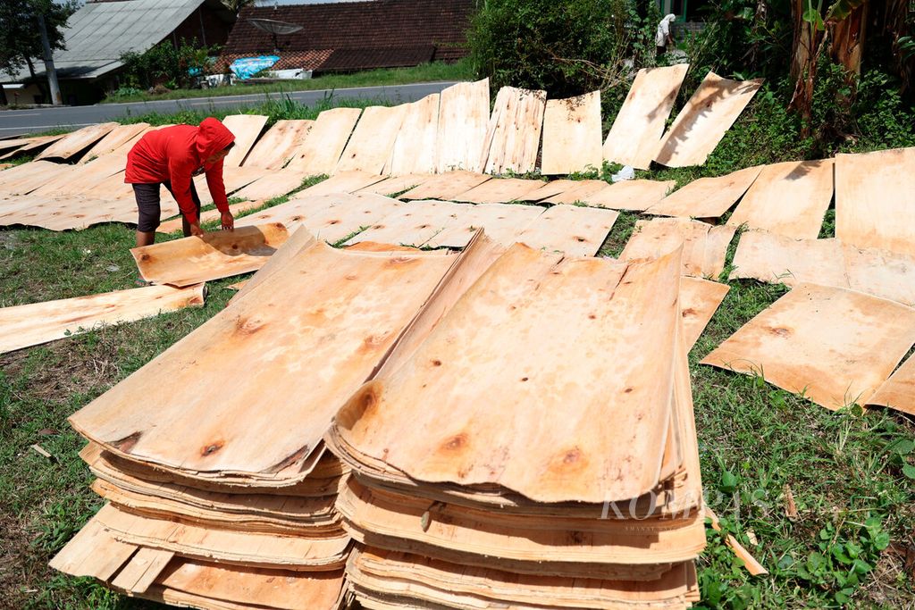 Residents are drying processed sheets of sengon wood that will become raw materials for the plywood industry in Kawengen Village, East Ungaran District, Semarang Regency, Central Java on Tuesday (24/1/2023). The Semarang, Temanggung, Wonosobo, and Kendal areas are centers for producing wood from community forests for industrial purposes. Most of the processed wood is used for plywood factories in several regions of Central Java.