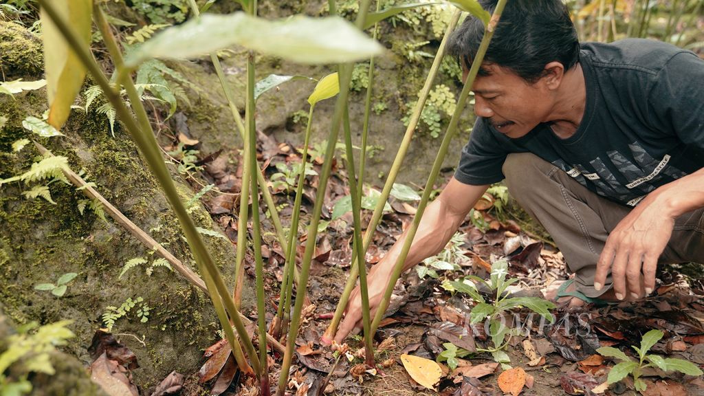 Kunkun Herawanto (48) mengecek tanaman kapulaga di Desa Cintakarya, Kecamatan Parigi, Kabupaten Pangandaran, Jawa Barat, Senin (8/8/2022). Kapulaga tersebar di 93 desa dan 10 kecamatan di Pangandaran. 