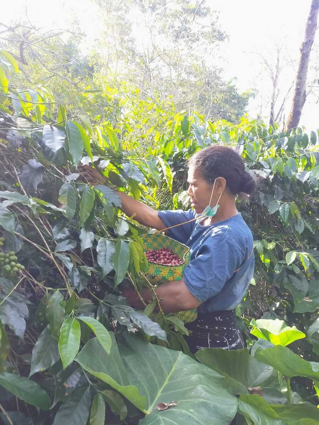 Martha (36), perempuan petani kopi dari Desa Wolowio, Kecamatan Bajawa, Kabupaten Ngada, Nusa Tenggara Timur, memanen kopi di lahan pertanian miliknya di desa itu, Senin (11/7/2022).