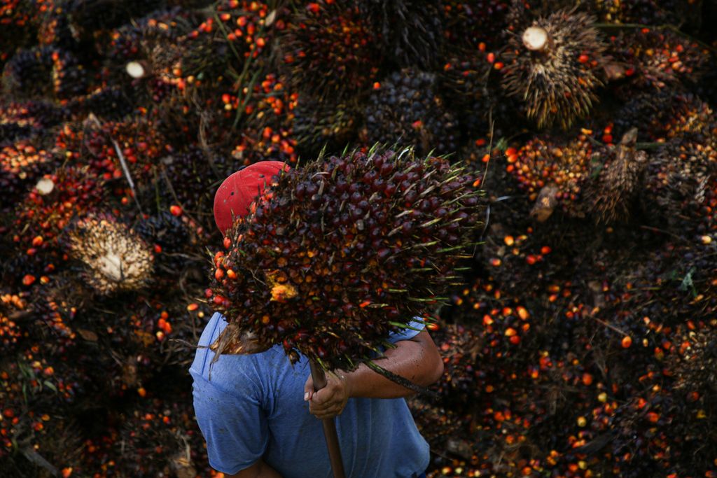 A worker loads palm fruit onto a truck in Semoi 2 village, Sepaku, North Penajam Paser Regency, East Kalimantan, Thursday (11/3/2021). Oil palm is the main plantation crop in North Penajam Paser district, East Kalimantan.