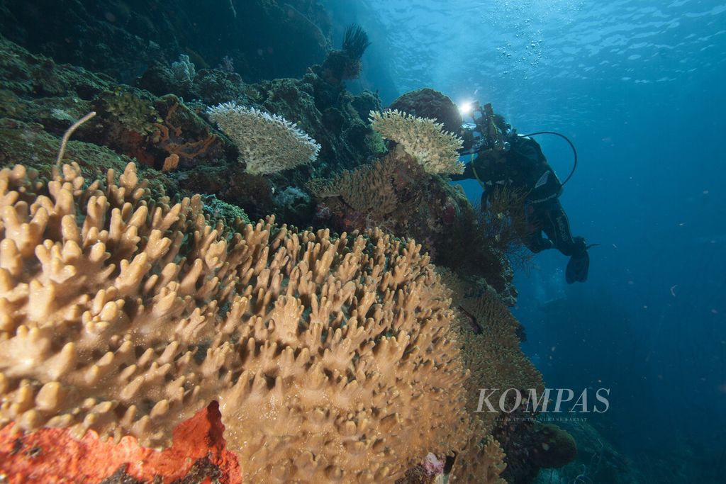 Pesona alam bawah laut di Tanjung Mangguar, Kabupaten Nabire, Papua. Warna <i>peach </i>yang menjadi tren pada tahun 2024 berasal dari rona koral seperti warna pada alam bawah laut tersebut.
