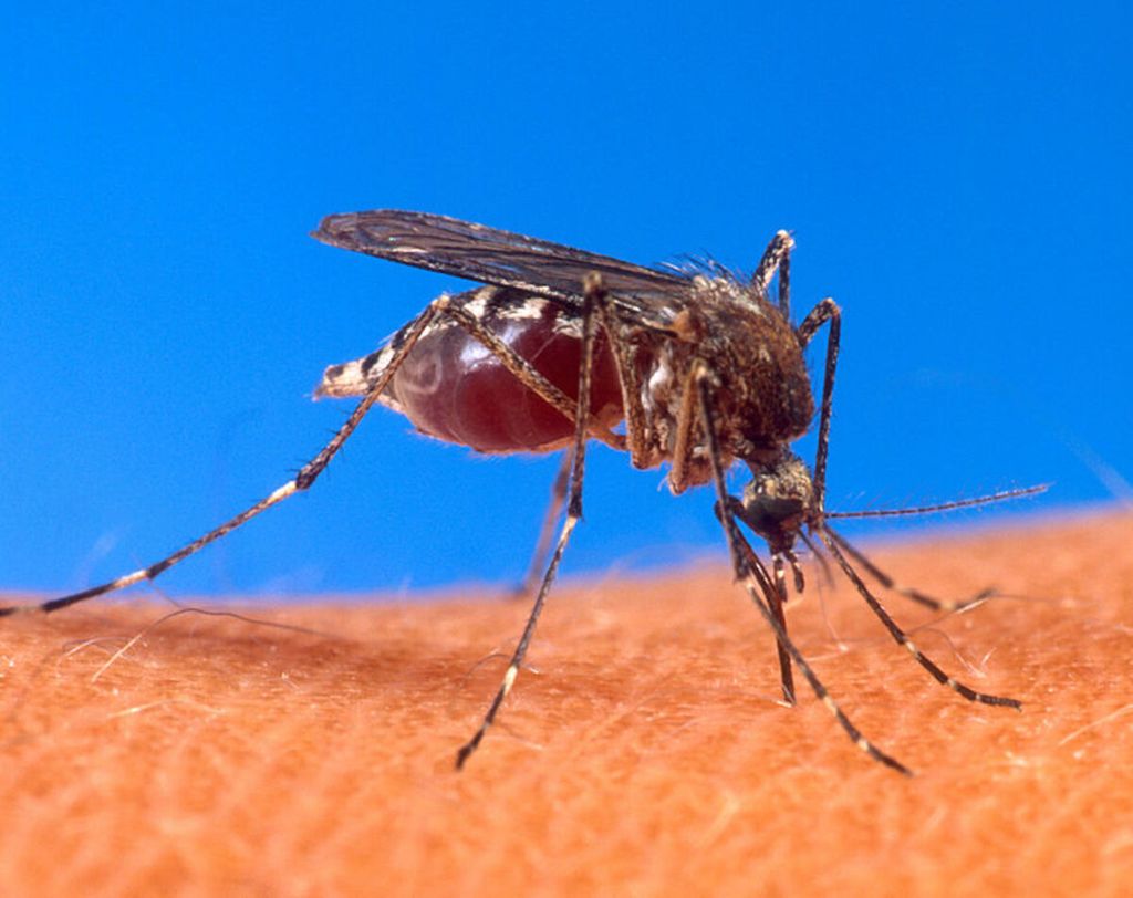 Nyamuk <i>Aedes aegypti </i>menggigit manusia.