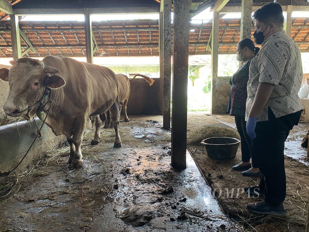 Petugas mengamati kuku sapi di Rumah Pemotongan Hewan Penggaron, Kota Semarang, Jawa Tengah, Kamis (12/5/2022).