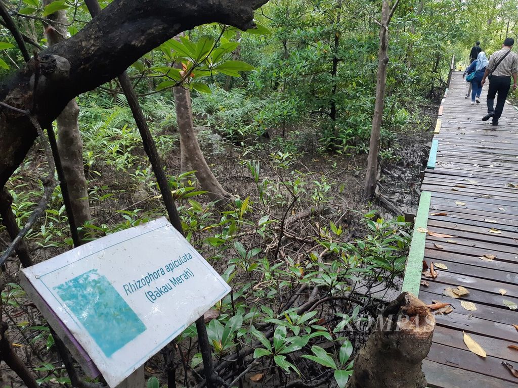 Pengunjung di ekowisata mangrove di Desa Pangkal Babu, Tungkal Ilir, Kabupaten Tanjung Jabung Barat, Minggu (2/4/2023). Selama bertahun-tahun, masyarakat menjaga wilayah mereka dari ancaman kerusakan. Mereka juga menerbitkan peraturan desa yang memperkuat perlindungan mangrove.