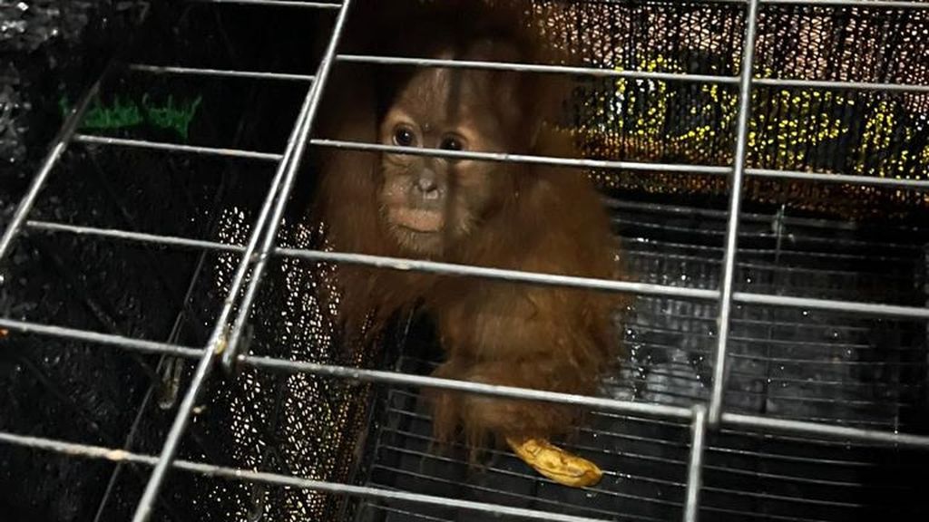 Petugas dari Kepolisian Daerah Sumatera Utara dan Balai Besar Taman Nasional Gunung Leuser menunjukkan dua bayi orangutan di dalam kandang dan juga seorang tersangka kasus perdagangan orangutan di Medan, Rabu (27/9/2023).