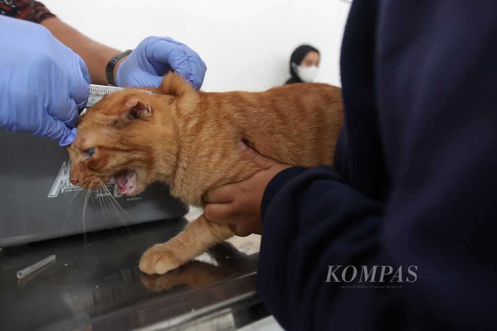 Dokter hewan menyuntikkan vaksin rabies ke hewan peliharaan yang diikutsertakan dalam program vaksinasi rabies di Poliklinik Hewan Kota Yogyakarta, Yogyakarta, Selasa (20/2/2024).