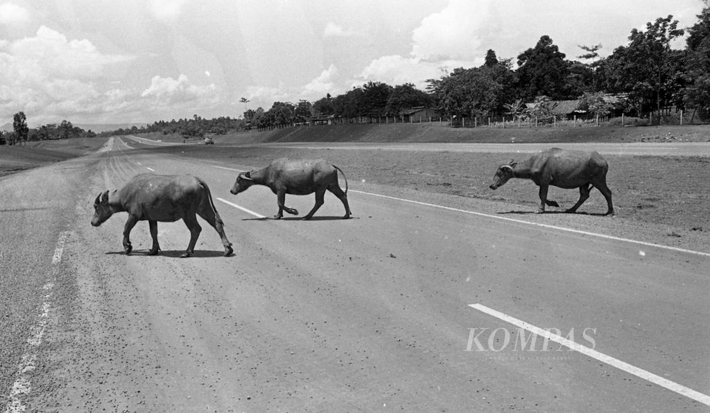 Kerbau menyeberangi Jalan Tol Jakarta-Bogor-Ciawi, yang lebih dikenal dengan Tol Jagorawi, Selasa (7/3/1978), dua hari setelah jalan tol tersebut diresmikan. 