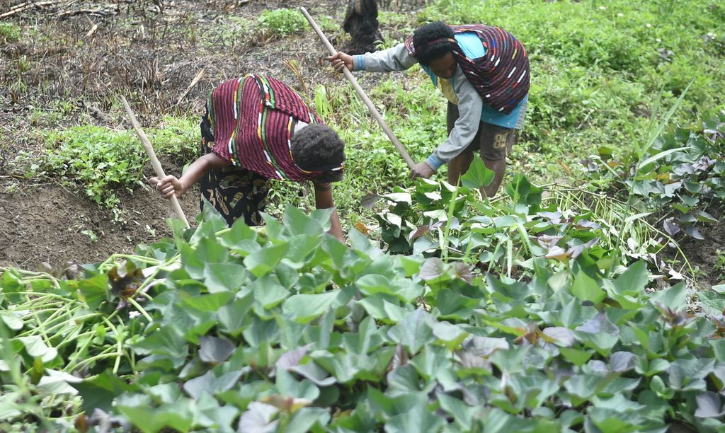 Warga membesihkan ladang ubi di Kampung Jagara, Distrik Walesi, Kabupaten Jayawijaya, Papua, Selasa (16/11/2022).