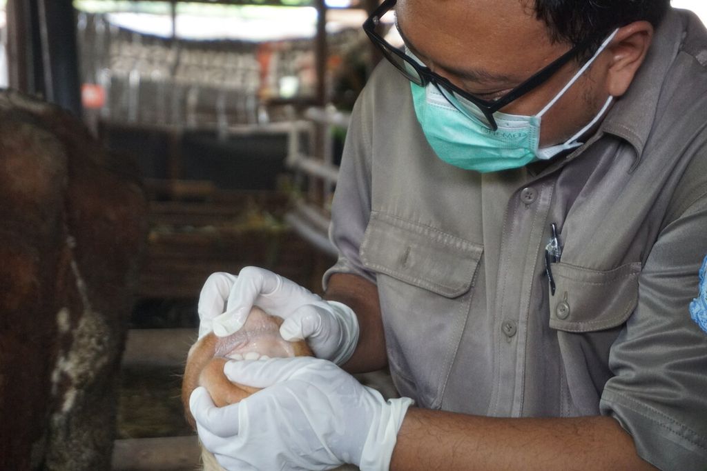 Pemeriksaan sapi  untuk mencegah terjadinya wabah penyakit mulut dan kuku di Desa Mipiran, Purbalingga, Jawa Tengah, Rabu (12/5/2022).