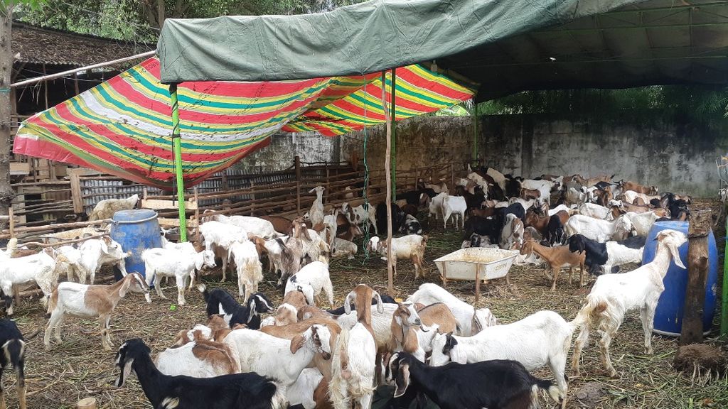Hewan yang berada di salah satu perternakan di Palembang, Sumatera Selatan, Rabu (6/7/2022). Jelang Idul Adha, pengawasan terhadap hewan kurban diperkertat. Hal ini dimaksudkan untuk meminimalisasi risiko penyakit pada hewan kurban.