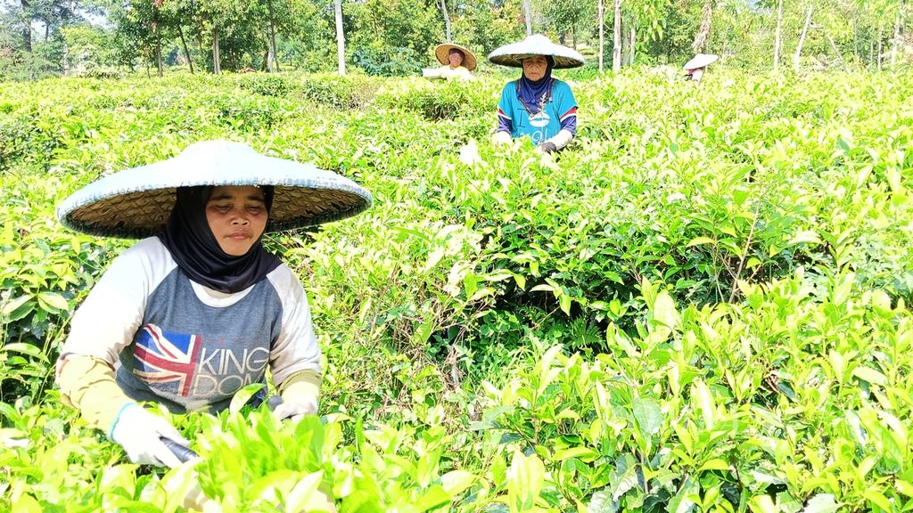 Ibu-ibu pemetik teh di Perkebunan Teh Maleber, Ciherang, Kecamatan Pacet, Cianjur, Jawa Barat, sedang memanen pucuk teh, Selasa (22/8/2023). Dalam sehari, para ibu itu bisa memanen 3-5 karung atau sekitar 100 kilogram.