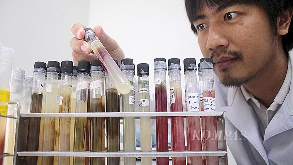 ilustrasi. Heriyanto, peneliti di Ma Chung Research Center for Photosynthetic Pigment (MRCPP) milik Universitas Ma Chung, Malang, Jawa Timur, Kamis (6/7) sedang mengamati pigmen bakteri fotosintesis. Bakteri fotosintesis bisa dimanfaatkan untuk kepentingan di bidang pangan dan energi terbarukan.