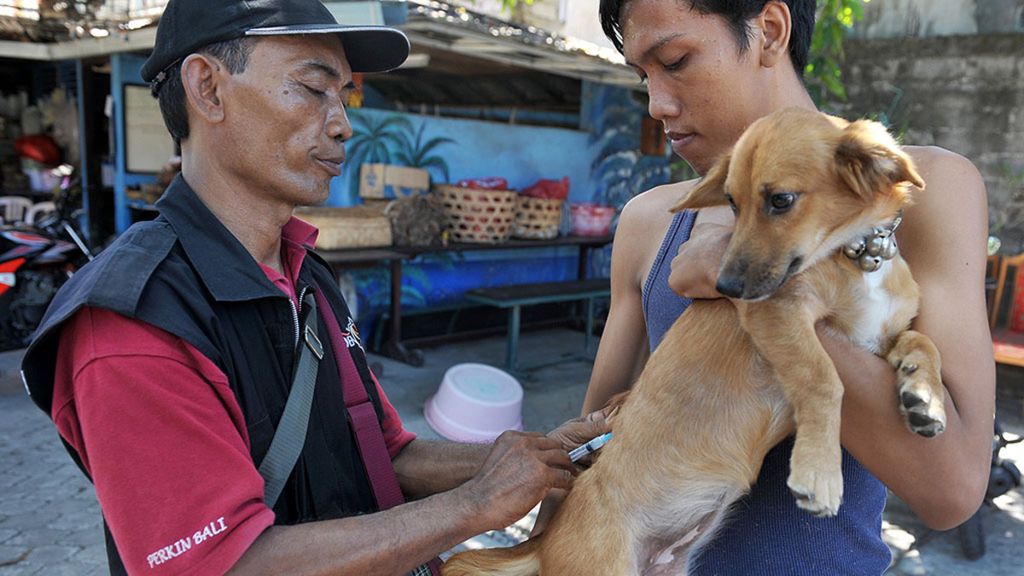 Petugas Dinas Peternakan Denpasar menyuntikkan vaksin anti rabies pada seekor anjing milik warga saat dimulainya vaksinasi rabies tahap VII tahun 2016 di kawasan Renon, Denpasar, Bali, Senin (18/4).
