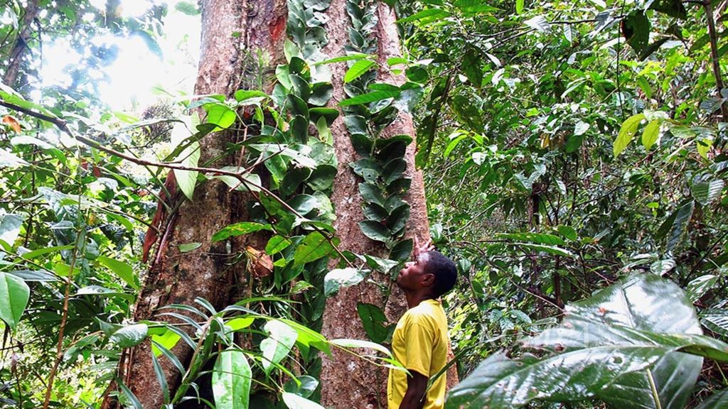 The Sira Forest in South Sorong Residents of Sira Village in Saifi District, South Sorong Regency, West Papua, Friday (10/3/2021).
