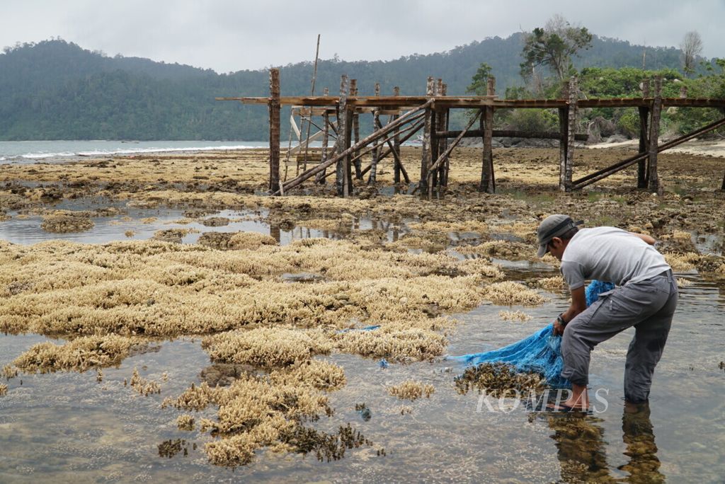 Ilustrasi. Ketua Kelompok Sadar Wisata Andespin David Hidayat sedang mengambil sampah plastik yang menutupi terumbu karang yang mengalami proses pemutihan di Pantai Manjuto, Nagari Sungai Pinang, Pesisir Selatan, Sumatera Barat, Sabtu (19/10/2019). Sekitar setengah hektar terumbu karang di obyek wisata tersebut mengalami proses pemutihan atau <i>coral bleaching</i>.