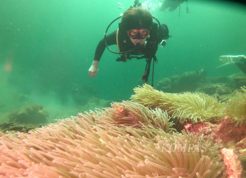 Penyelam mendekati ikan badut (<i>Amphiprion ocellaris</i>) atau ikan Nemo di titik selam Nemo City di Taman Nasional Terumbu Karang Miri-Sibuti di Sarawak, Malaysia, Sabtu (27/4/2024). Taman Nasional Terumbu Karang Miri-Sibuti merupakan salah satu destinasi wisata selam di Malaysia. 