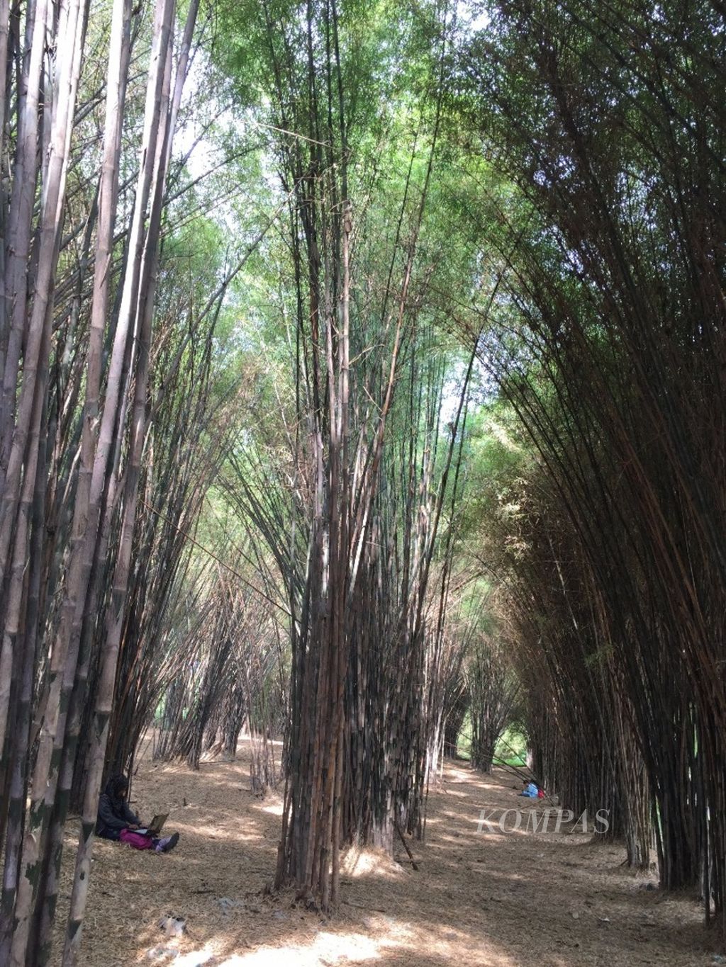 Hutan bambu di sekitar Taman Harmoni Keputih kini menjadi tempat warga Surabaya mencari inspirasi sekaligus rekreasi di taman seluas 8,6 hektar dan bekas tempat pembuangan akhir sampah warga Surabaya.