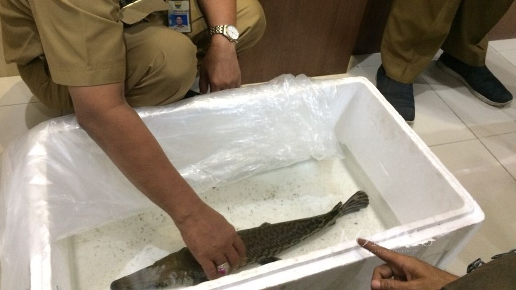 Seorang pejabat di lingkungan Dinas Perikanan dan Kelautan Provinsi Jambi menyerahkan seekor ikan aligator miliknya ke posko penyerahan ikan predator di kantor Balai Karantina Ikan dan Pengendalian Mutu dan Keamanan Hasil Perikanan Provinsi Jambi, Selasa (17/7/2018).