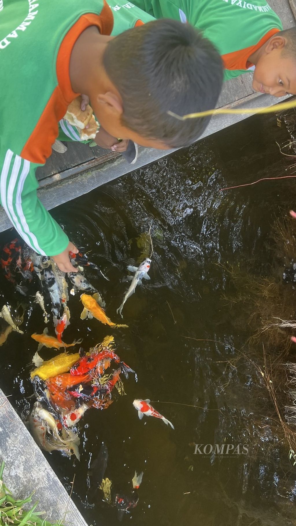 Pengunjung sedang bermain” dengan membagi roti untuk ikan koi di Doudo Agro Edu Green Village, Jumat (13/9/2024), yang dikelola warga melalui BUMDes.