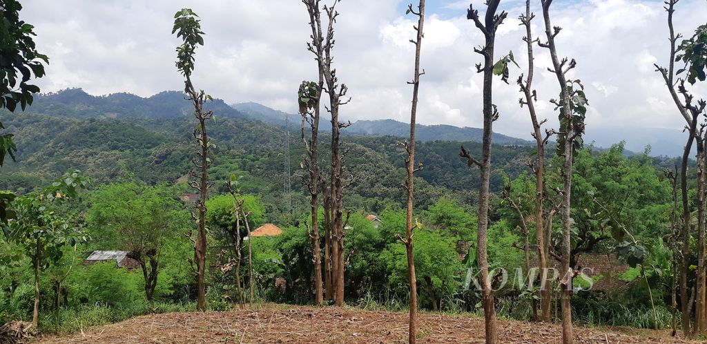 Hutan di Desa Selobanteng, Kecamatan Banyuglugur, Kabupaten Situbondo, Jawa Timur, Selasa (29/3/2022).