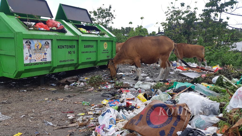 Kawanan sapi mencari makanan di tempat pembuangan sampah Kolhua, Kota Kupang, Nusa Tenggara Timur pada Minggu (12/12/2021). Penanganan sampah di kota itu belum berjalan dengan baik.