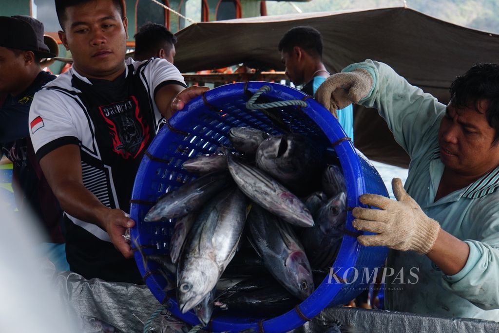 Para pekerja membongkar ikan hasil tangkapan dari Kapal Motor Sentosa XVIII berbobot 131 gros ton di Pelabuhan Perikanan Samudera (PPS) Bitung, Sulawesi Utara, Jumat (20/10/2023), dan memuatnya ke mobil bak untuk dibawa ke pabrik setempat. Sepanjang semester I-2023, sebanyak 21.100 ton ikan didaratkan di PPS Bitung.