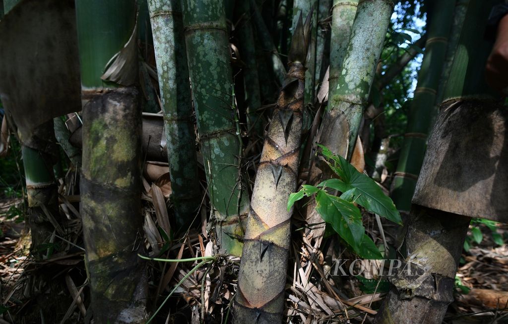 Pohon bambu mayan di salah satu kebun milik warga di Desa Kemingking Dalam, Kecamatan Taman Rajo, Muaro Jambi, Jambi, Kamis (11/7/2024). 