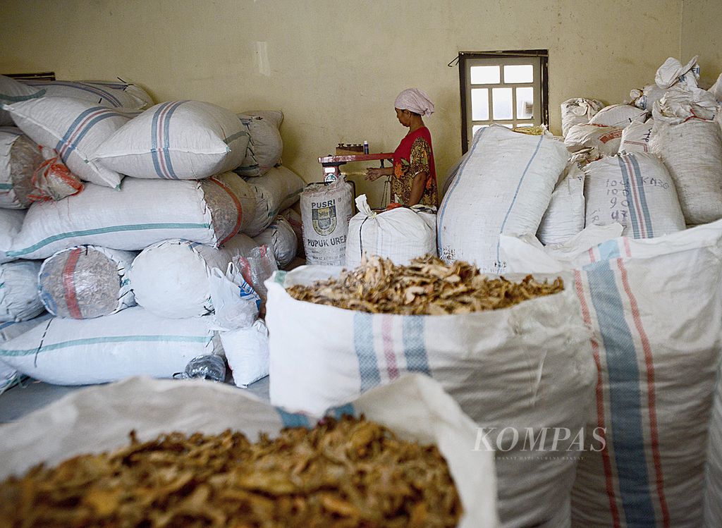 Pekerja menimbang temu giring (<i>Curcuma heyneana)</i> yang biasa digunakan untuk bahan baku pembuatan jamu di Jabungan, Kecamatan Banyumanik, Kota Semarang, Jawa Tengah, Selasa (24/9). Para pengepul tersebut mendapatkan tanaman obat-obatan dari warga sekitar sebelum disetorkan untuk kebutuhan industri jamu dan obat herbal. 