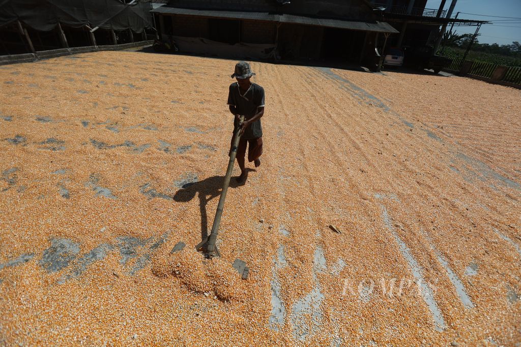 Pekerja menjemur biji jagung di Desa Tambak, Mojosongo, Boyolali, Jawa Tengah, Rabu (14/9/2022). Jagung tersebut dikeringkan dengan cara dijemur selama dua hari kemudian digunakan untuk pakan ayam.