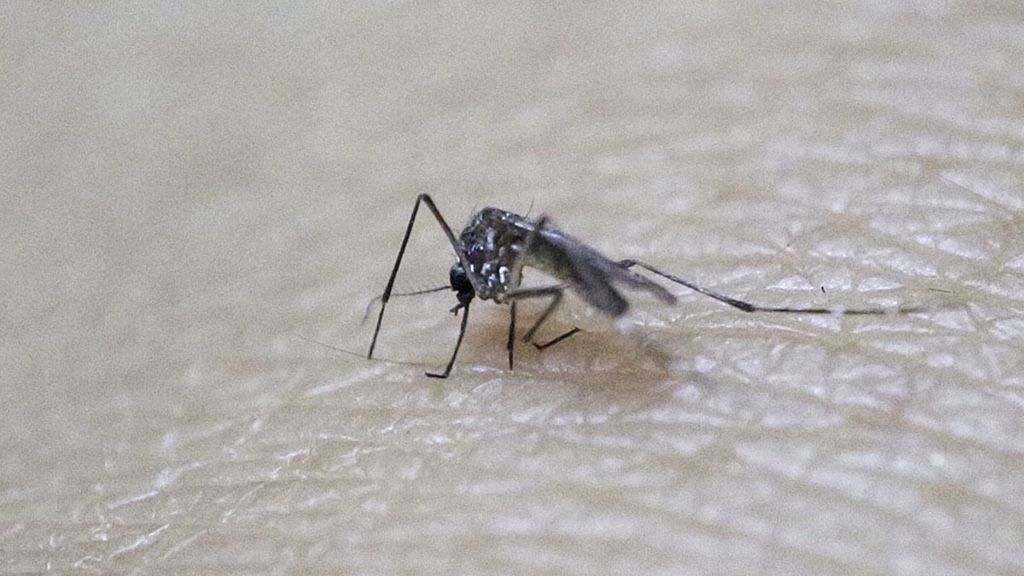 Nyamuk jenis Aedes aegypti betina yang steril terlihat di tangan tekniksi kesehatan di sebuah area riset di Guatemala untuk mengendalikan penyebaran virus zika. 