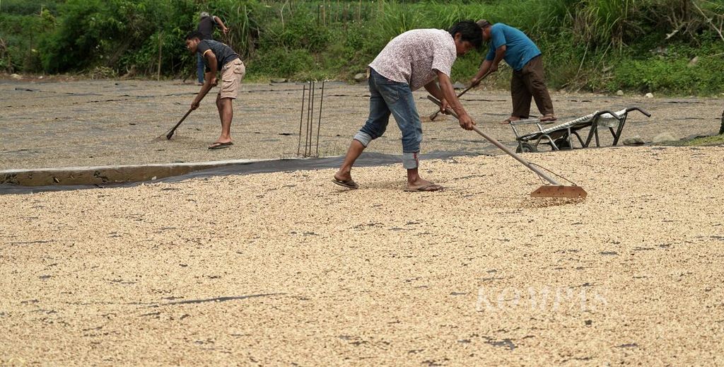 Pekerja menjemur biji gabah kopi jenis arabika sebelum digiling di pabrik penggilingan biji kopi di Kecamatan Bintang, Kabupaten Aceh Tengah, Aceh, Jumat (24/11/2023). Saat ini, petani kopi di kawasan Dataran Tinggi Gayo sedang menikmati masa panen raya kopi. Biji gabah kopi jenis arabika biasa dijual Rp 54.000 per kilogram, sedangkan gabah kopi giling seharga Rp 70.000 per kilogram, dan biji hijau kopi mencapai Rp 120.000 per kilogram. 