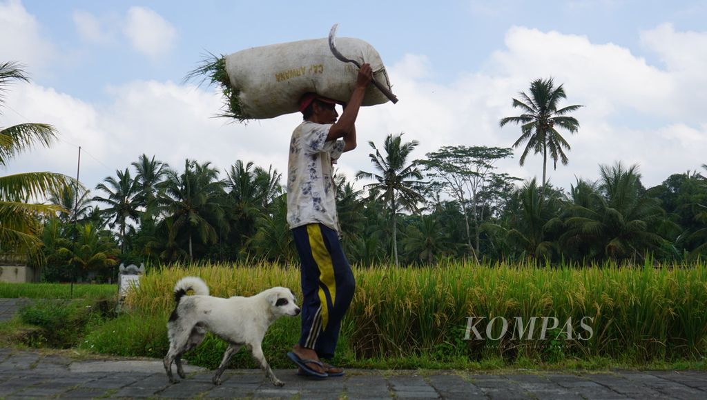 Petani berjalan menyunggi padi di Subak Pulagan, Desa Tampaksiring, Kecamatan Tampaksiring, Kabupaten Gianyar, Bali, Selasa (28/5/2024). 