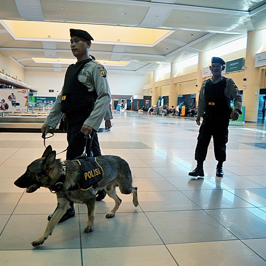 Anggota kepolisian satuan anjing pelacak mengarahkan anjing pelacak di Bandara Sultan Mahmud Badaruddin II, Palembang, Sumatera Selatan, Jumat (23/6/2017). Anjing terbukti bisa mengendus orang yang terinfeksi Covid-19. 