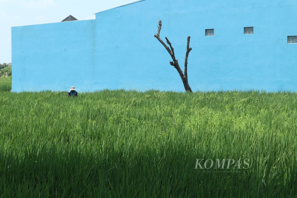Petani mengecek padi di Desa Dawuan, Kecamatan Tengah Tani, Kabupaten Cirebon, Jawa Barat, Senin (22/8/2022).