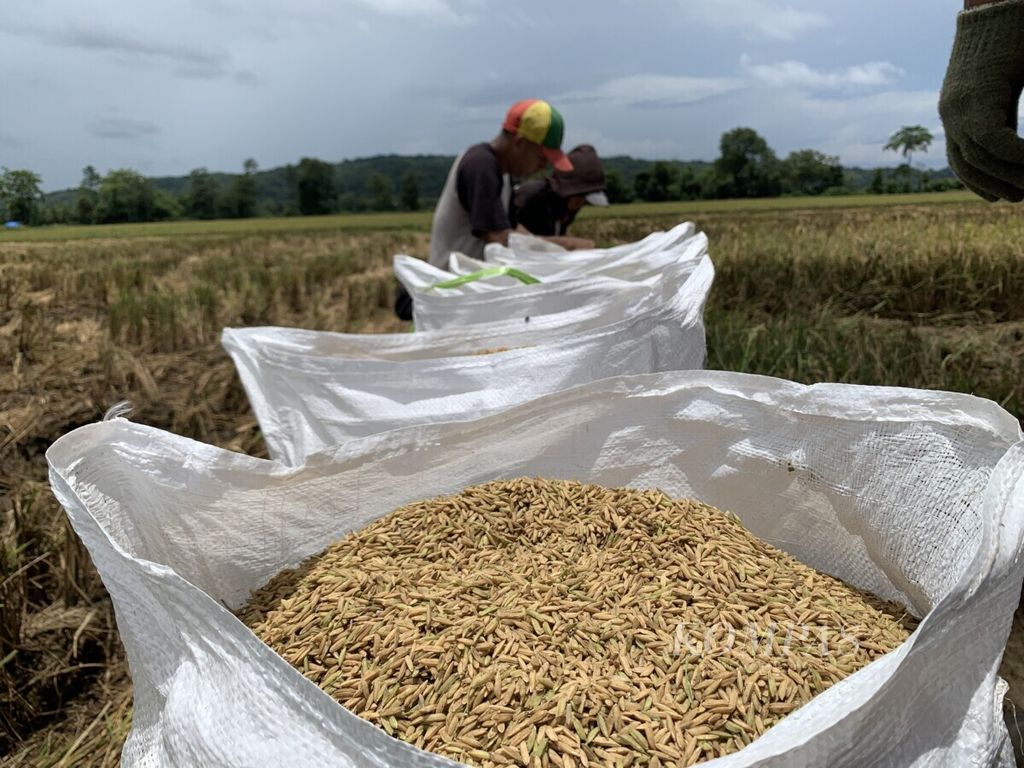 Petani di Kecamatan Simbuang, Kabupaten Maros, Sulsel, memanen padi pada Maret 2021.