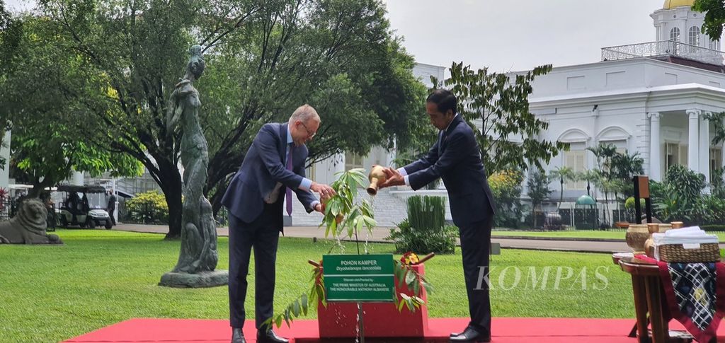 Presiden Joko Widodo dan Perdana Menteri Australia Anthony Albanese menanam pohon bersama dalam kunjungan pertama PM Australia ini ke luar negeri. Pohon kamper (<i>Dryobalanops lanceolata</i>) diharapkan menjadi lambang persahabatan Indonesia-Australia yang terus tumbuh.