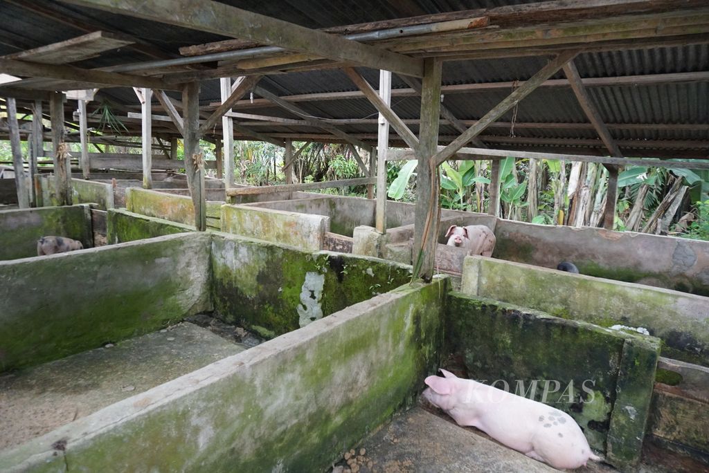Peternakan babi milik Kelompok Tani Hutan Gunung Lanying di Desa Werdhi Agung Selatan, Bolaang Mongondow, Sulawesi Utara, Selasa (19/7/2022).