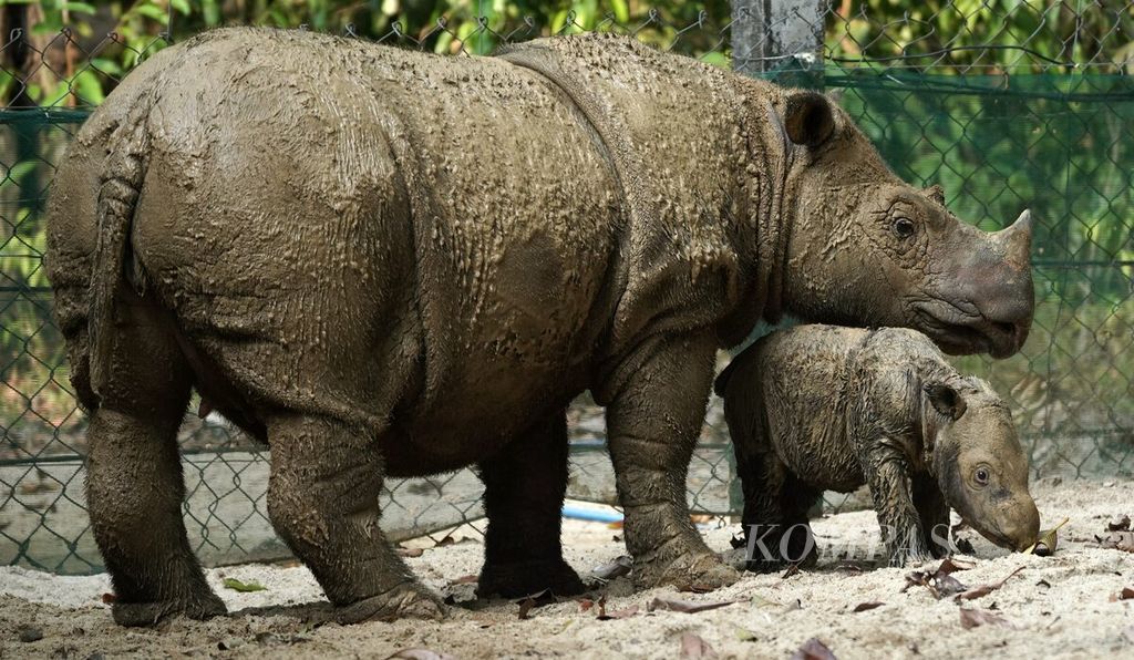 Badak sumatera (<i>Dicherorhinus sumatrensis</i>) bernama Ratu menjaga anaknya di kandang khusus Suaka Rhino Sumatera (SRS) di dalam hutan Taman Nasional Way Kambas (TNWK), Lampung, Sabtu (7/10/2023). Anak badak betina ini merupakan anak ketiga yang dilahirkan Ratu dari pejantan bernama Andalas.