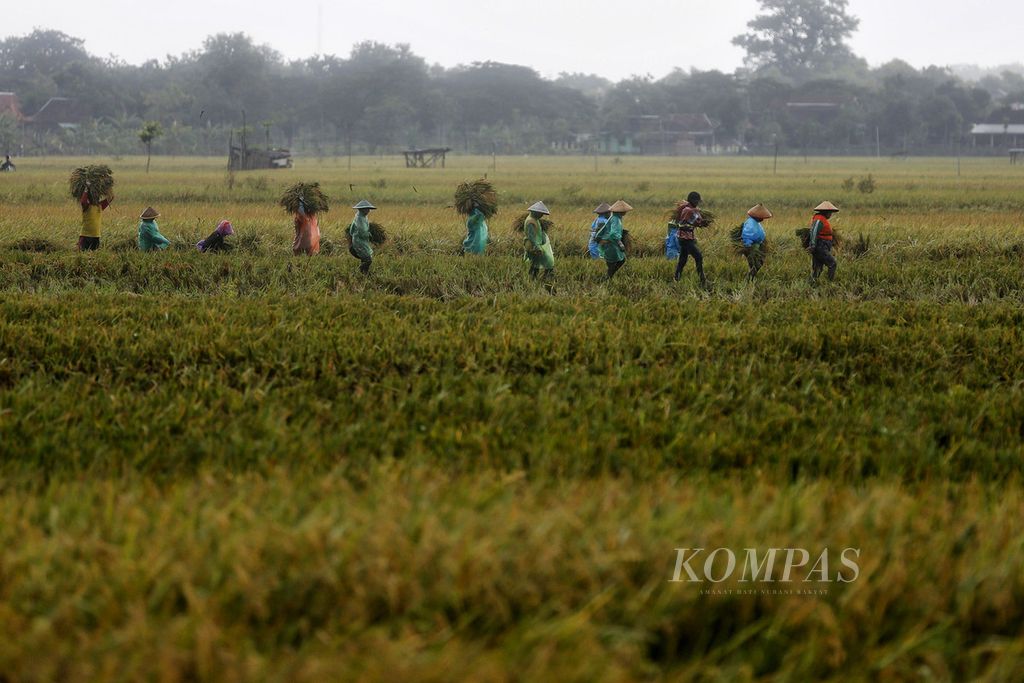 Buruh borongan meninggalkan sawah saat mereka memanen padi karena turun hujan di kawasan Karang Dungan, Kecamatan Tangkil, Sragen, Jawa Tengah, Rabu (1/3/2023). 